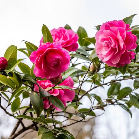 Camellia Debbie 3
