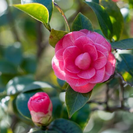 Camellia Debbie 4