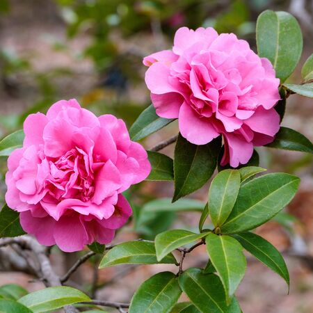 Camellia Debbie 5
