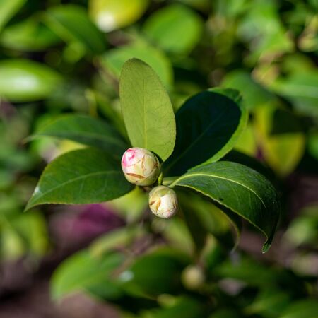 Camellia Debbie 6