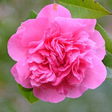 Camellia Debbie 7