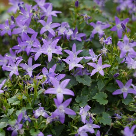 Campanula Poscharskyana 1