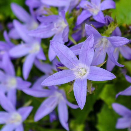 Campanula Poscharskyana 2