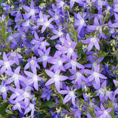 Campanula Poscharskyana 5