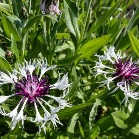 Centaurea montana Purple Heart 3