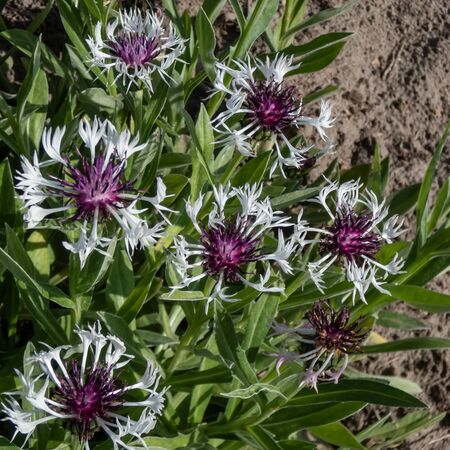 Centaurea montana Purple Heart 4