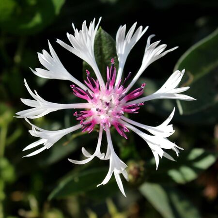 Centaurea montana Purple Heart 5
