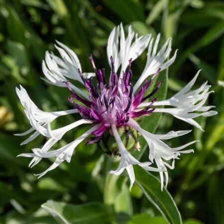 Centaurea montana Purple Heart 6