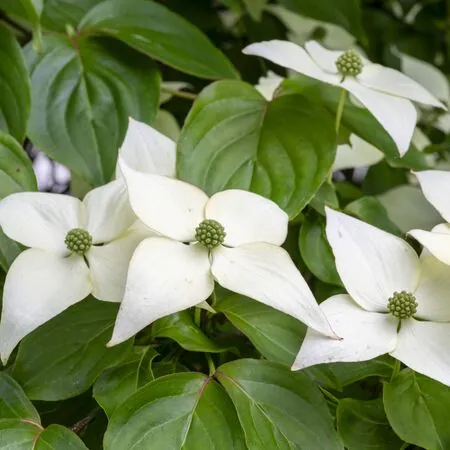 Cornus Kousa 1