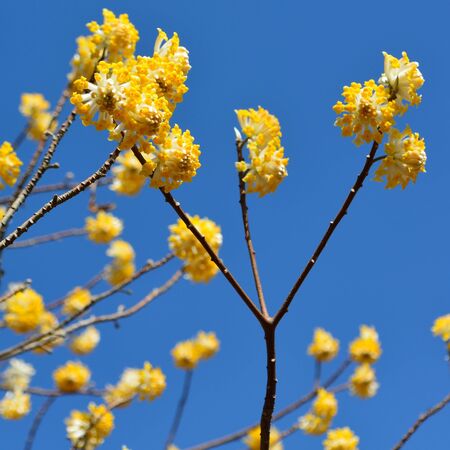 Edgeworthia Chrysantha 2
