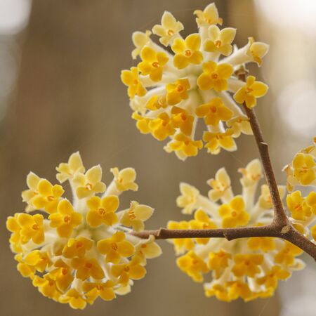 Edgeworthia Chrysantha 7