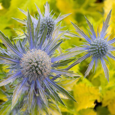 Eryngium Neptune's Gold 1