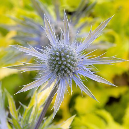 Eryngium Neptune's Gold 3