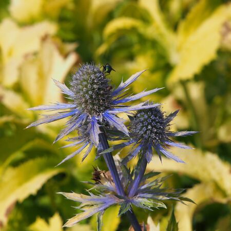 Eryngium Neptune's Gold 4