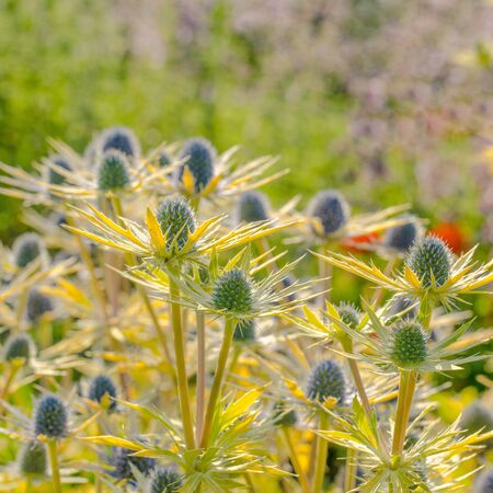 Eryngium Neptune's Gold 5