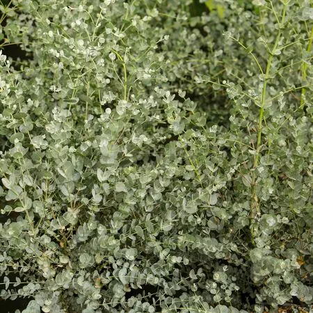 Eucalyptus gunnii 1