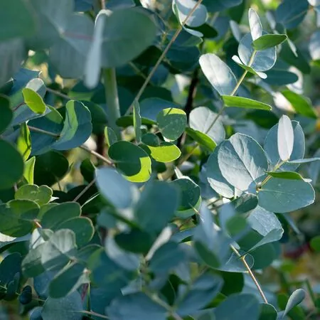 Eucalyptus gunnii 2