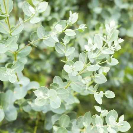 Eucalyptus gunnii 4