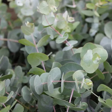 Eucalyptus gunnii 5