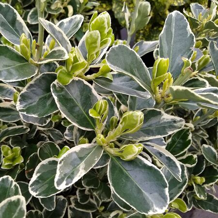 Euonymus Kathy 1