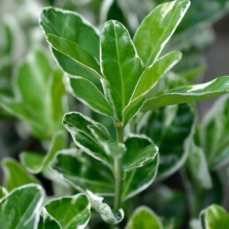 Euonymus Kathy 3