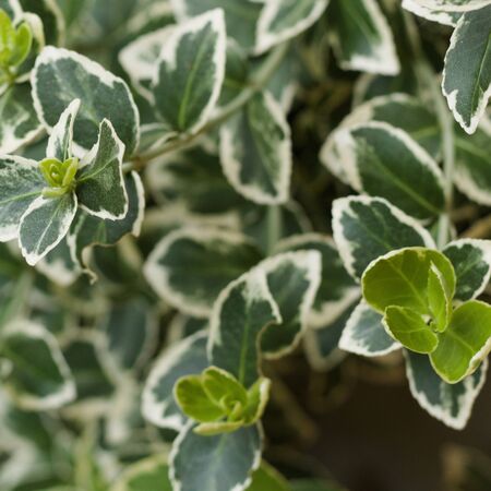 Euonymus Kathy 4