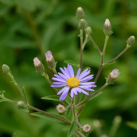 Eurybia herveyi (Aster macrophyllus) 1
