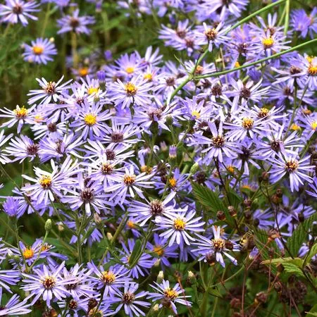 Eurybia herveyi (Aster macrophyllus) 2