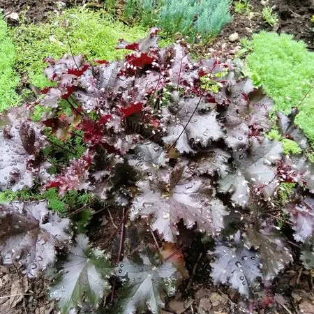 Heuchera Black Taffeta 2