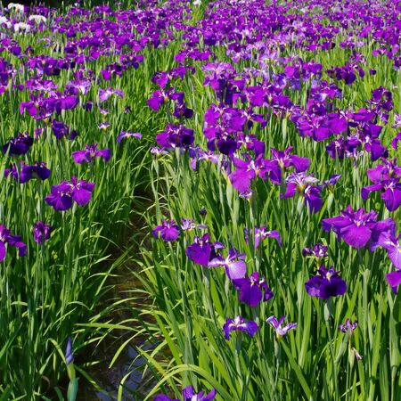 Iris Ensata 1