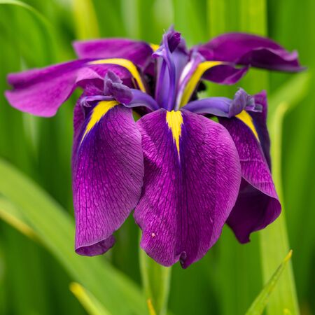 Iris ensata 2