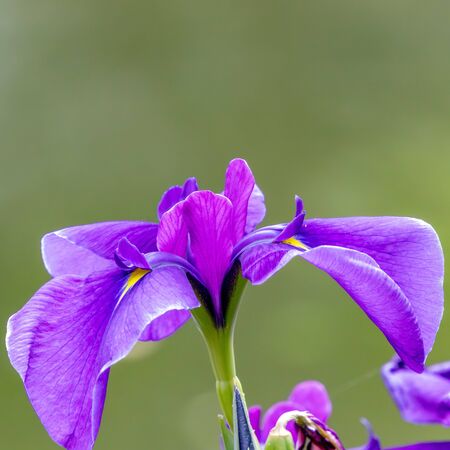 Iris ensata 3