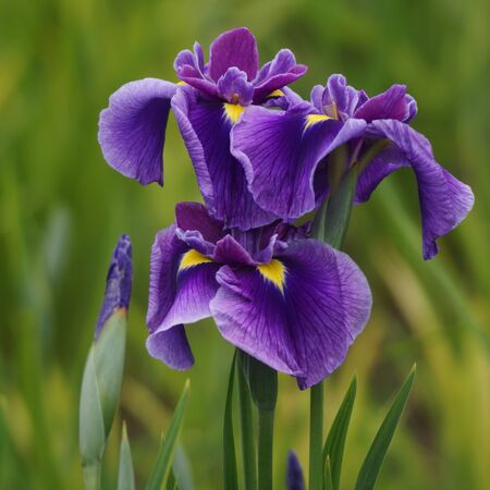 Iris ensata 4