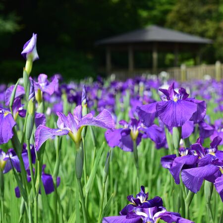 Iris ensata 5
