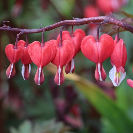 Lamprocapnos Valentine 6