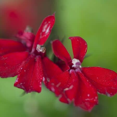 Lobelia Queen Victoria 1