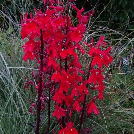 Lobelia Queen Victoria 3