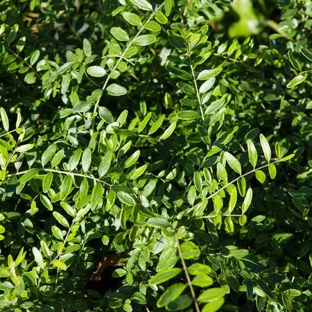 Lonicera Pileata 1