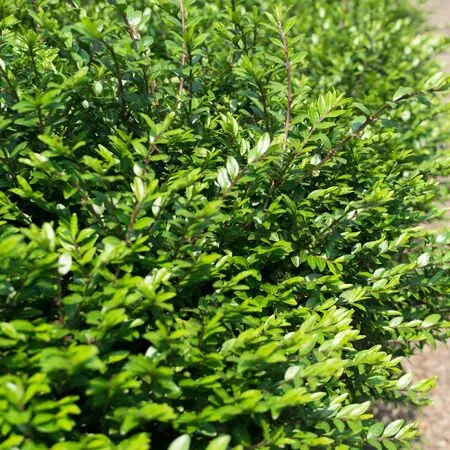 Lonicera Pileata 2