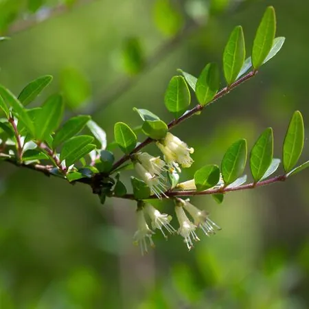 Lonicera Pileata 4