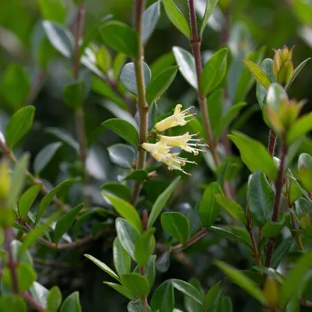 Lonicera Pileata 6