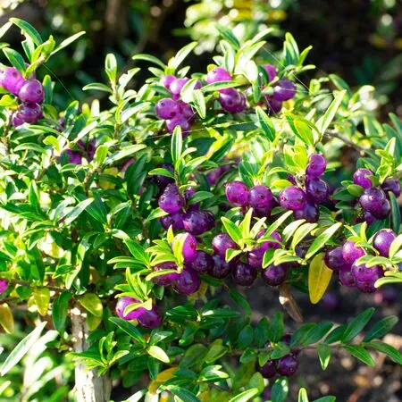 Lonicera Pileata 7