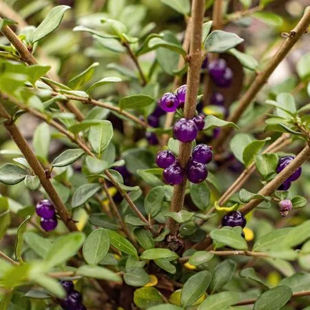 Lonicera Pileata 8