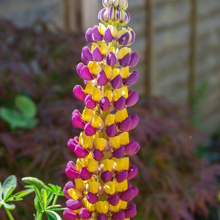 Lupinus West Country Manhattan Lights 2