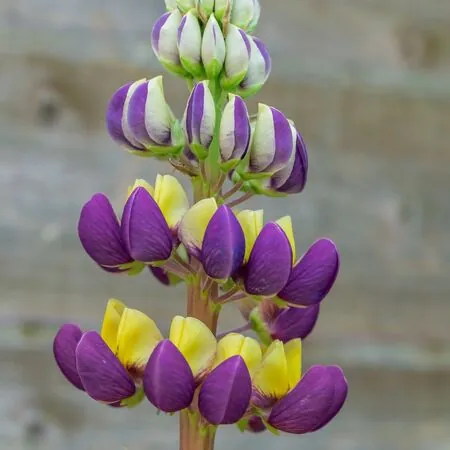 Lupinus West Country Manhattan Lights 333333333333333333333333