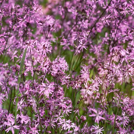 Lychnis flos-cuculi 2