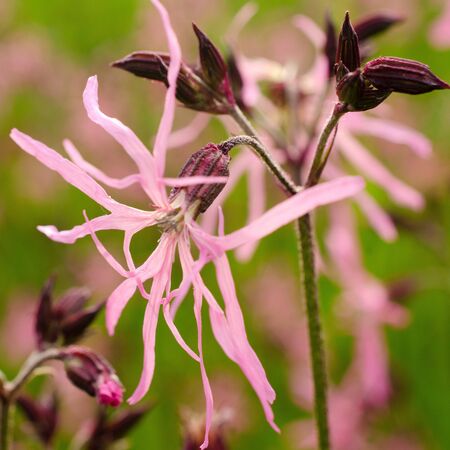 Lychnis flos-cuculi 4