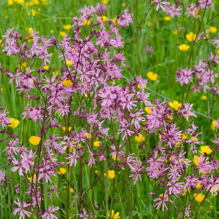 Lychnis flos-cuculi 5