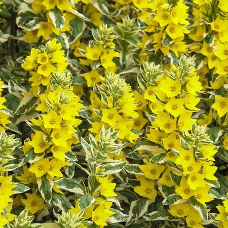 Lysimachia Alexander 1