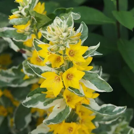 Lysimachia Alexander 2